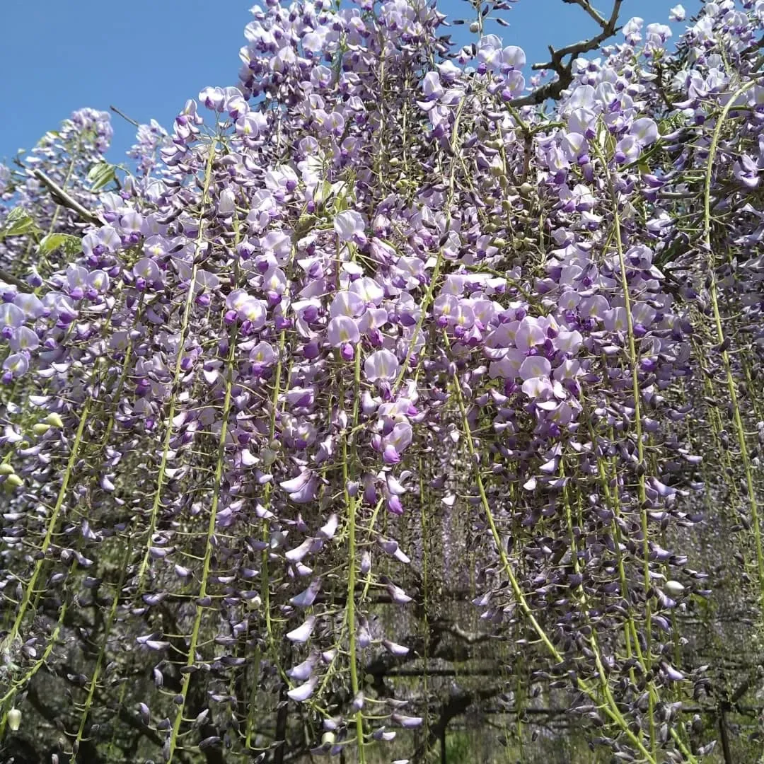 この前の日曜日に、丹波市にある白毫寺に行って来ました