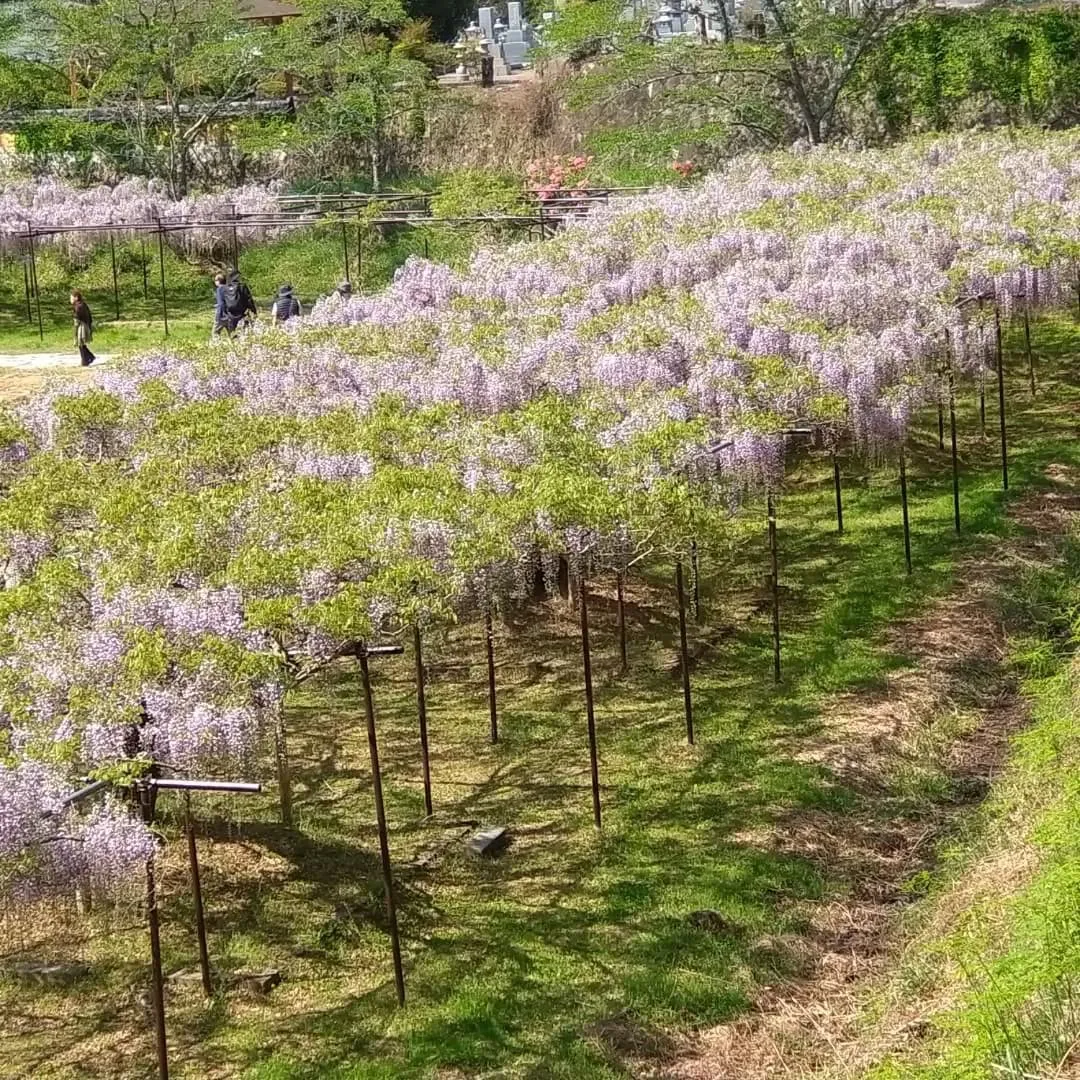 この前の日曜日に、丹波市にある白毫寺に行って来ました