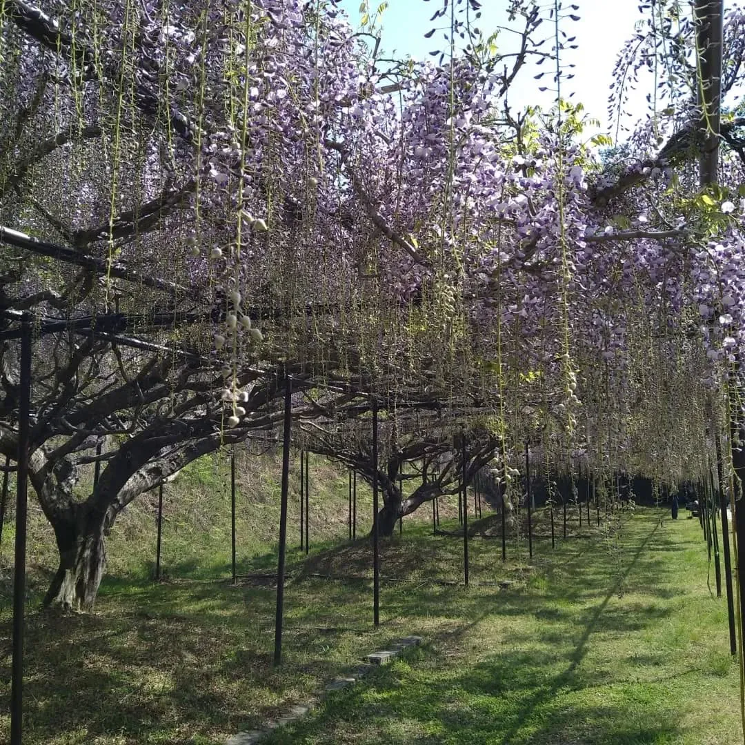 この前の日曜日に、丹波市にある白毫寺に行って来ました