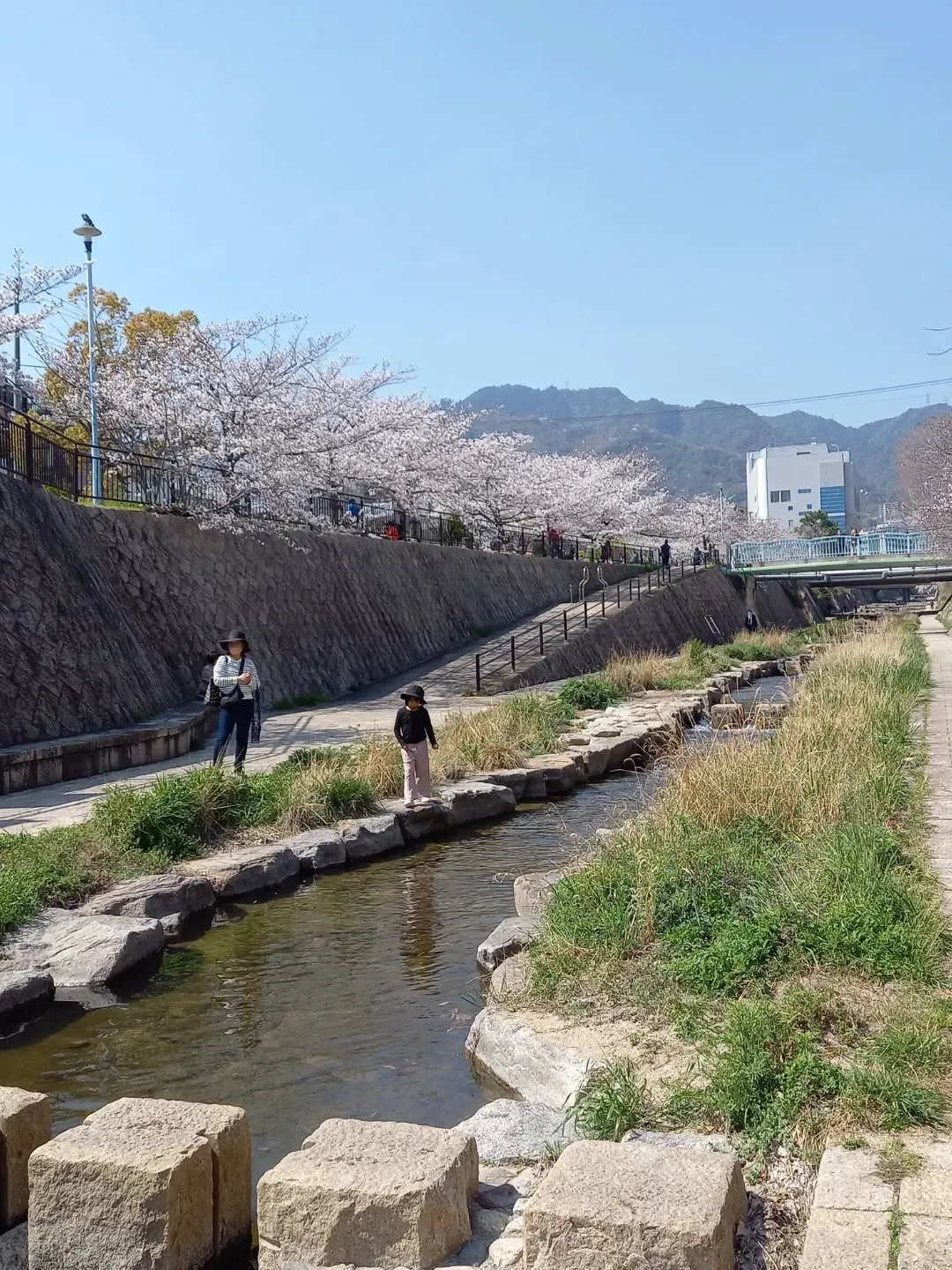 昼休みに都賀川(とががわ)に行って来ました🎵