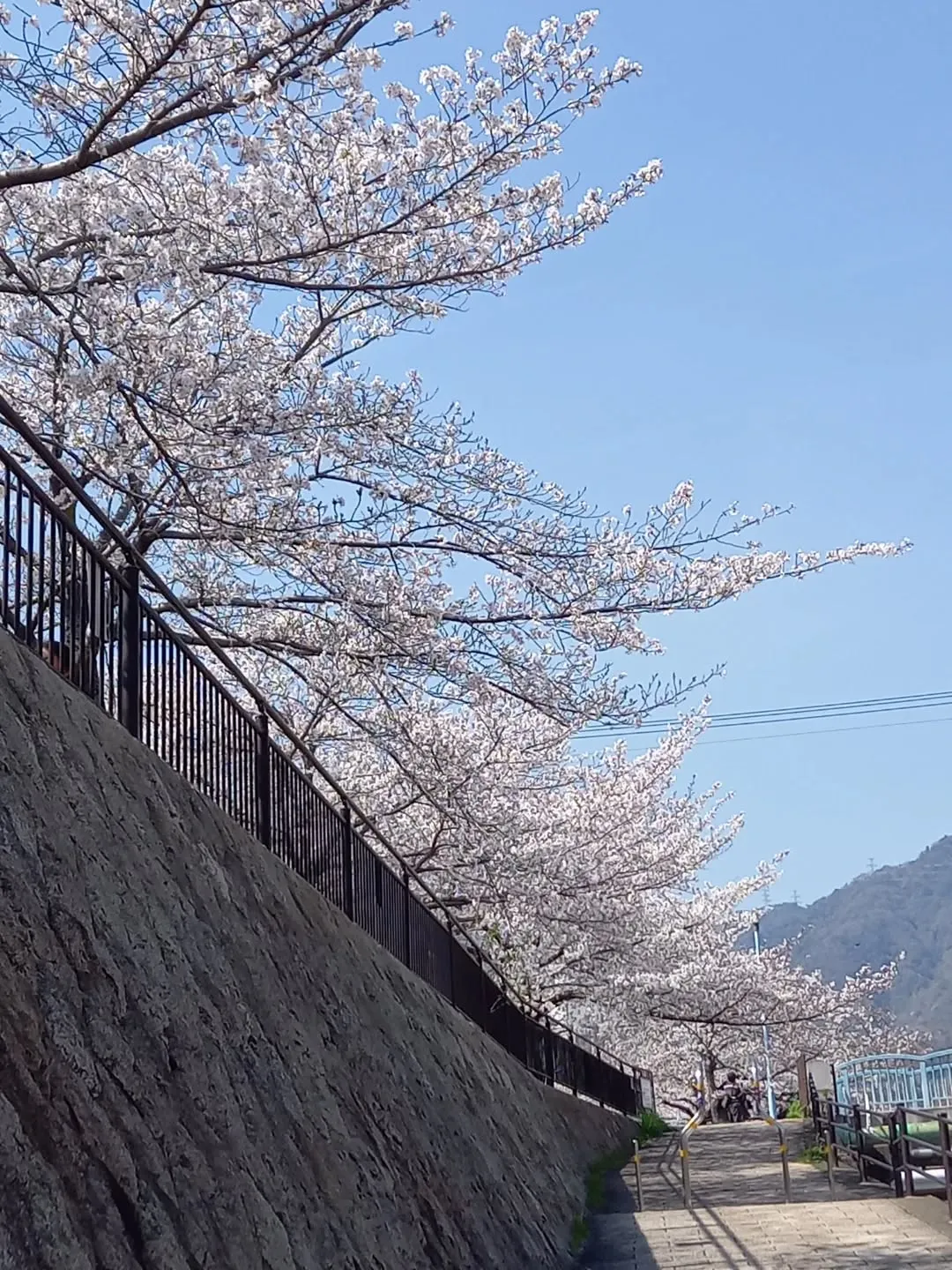 昼休みに都賀川(とががわ)に行って来ました🎵