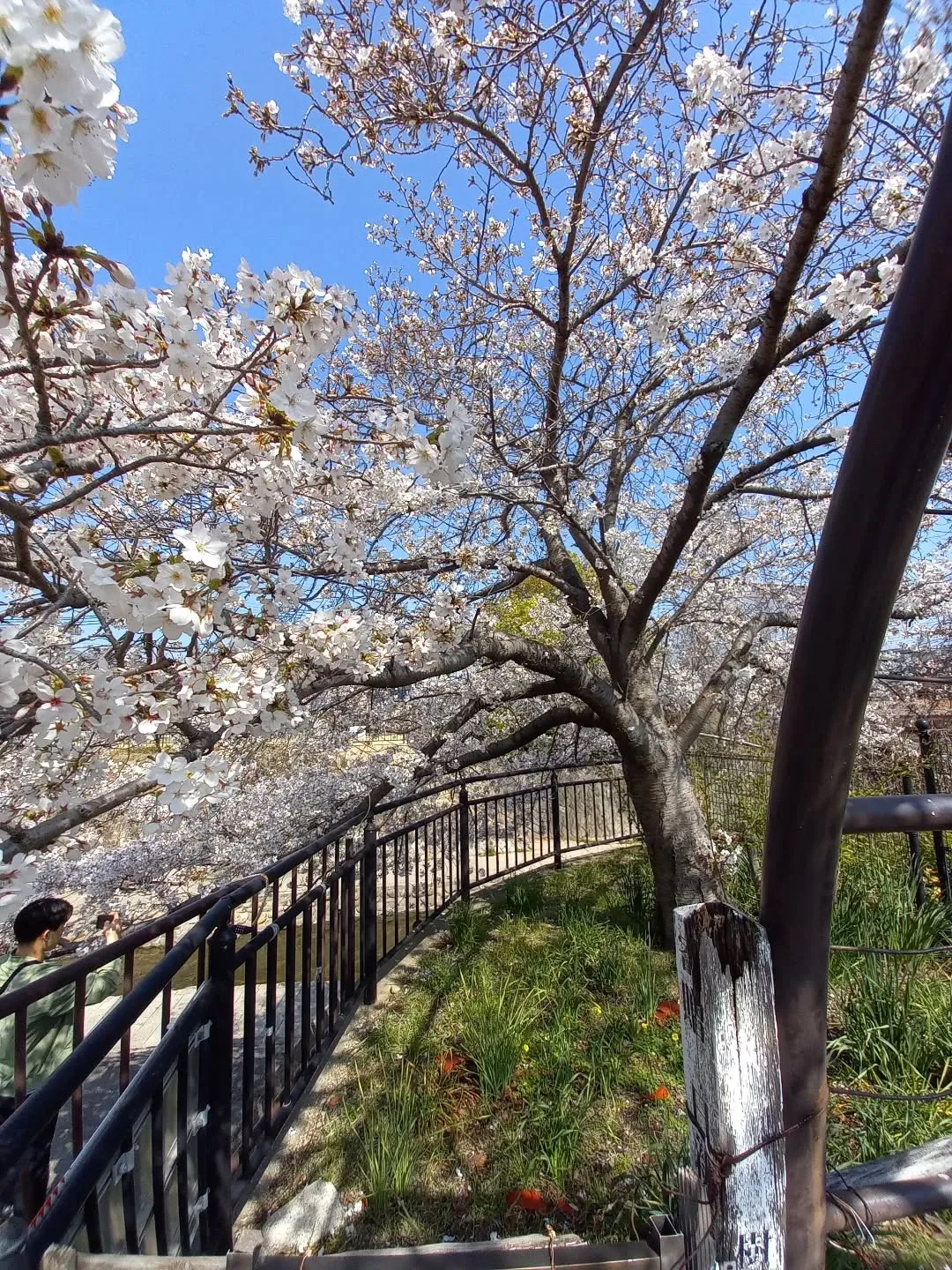 昼休みに都賀川(とががわ)に行って来ました🎵