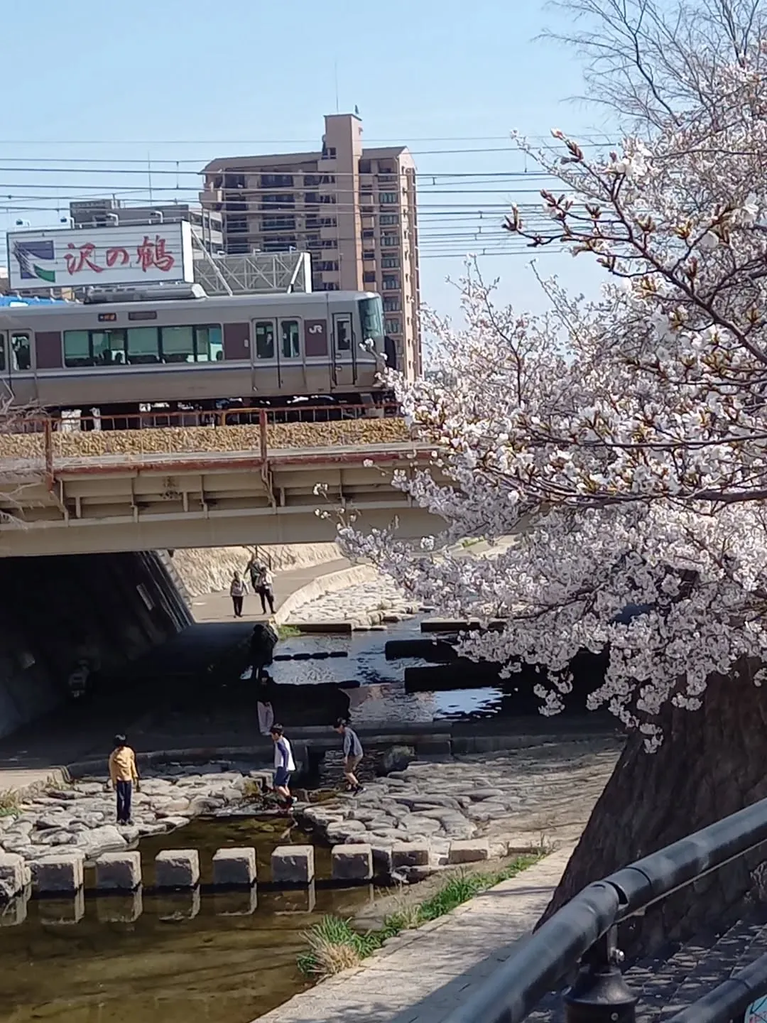 昼休みに都賀川(とががわ)に行って来ました🎵