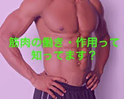 もっと知ってほしい筋肉の働き